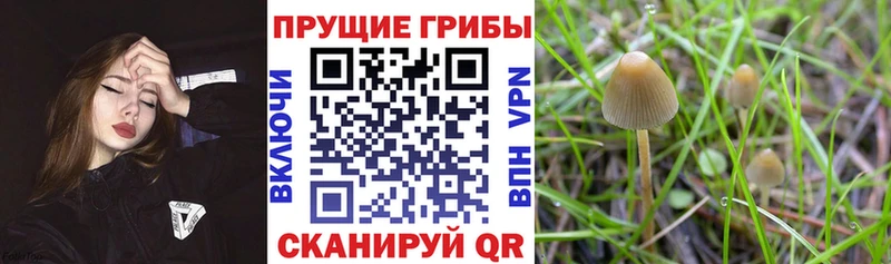 Псилоцибиновые грибы ЛСД  Покачи 